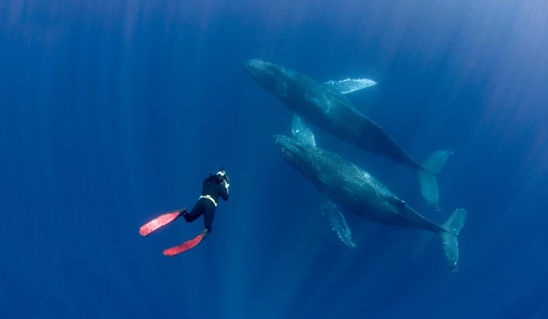 Ocean Film Festival Australia V1